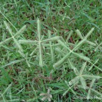 <i>Dactyloctenium aegyptium</i>  (L.) Willd.